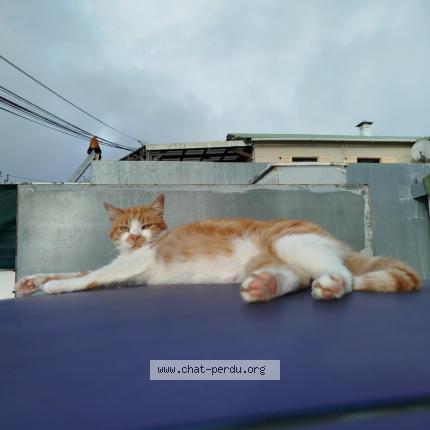 Foto 1/1 Pacha Chat perdido en Tampon