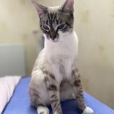 Foto del gato perdido en Beauregard Vendon