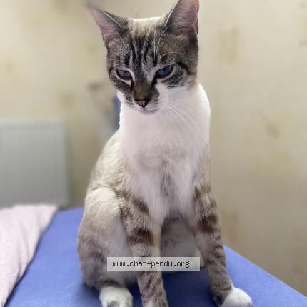 Foto 1/1 Snow Chat perdido en Beauregard vendon