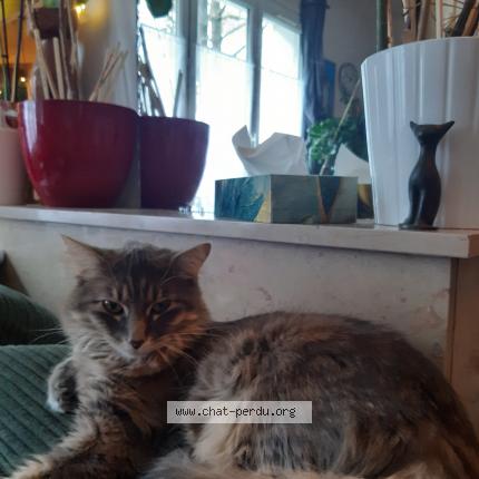 Foto 1/1 Nikita Chat perdido en Paris