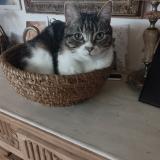 Foto del gato perdido en Saint Maximin La Sainte Baume