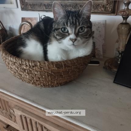 Foto 1/1 Moumoute Chat perdido en Saint maximin la sainte baume