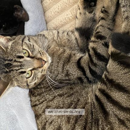 Foto 1/1 Simba Chat perdido en Tremblay en france