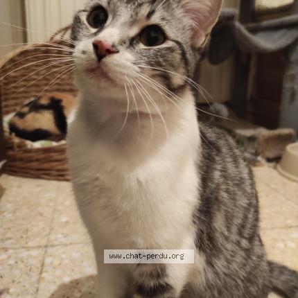 Foto 1/1 ARAMIS Chat perdido en Cologne