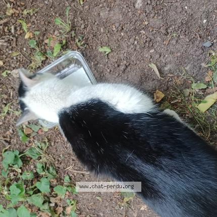 Foto 1/1 Leon Chat perdido en Chanteloup les vignes