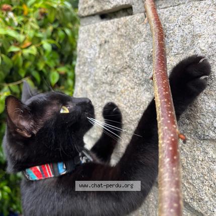 Foto 1/1 Milos Chat perdido en Chanteloup