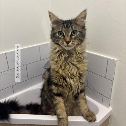 Foto 1/1 Atlas Chat perdido en Limoges