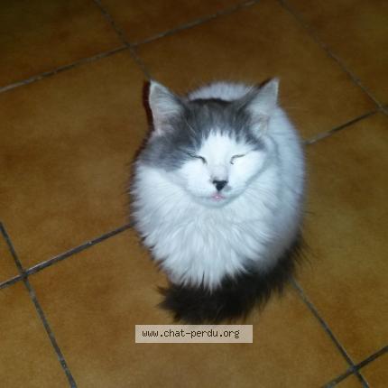 Foto 1/1 Bella Chat perdido en Beuvry la foret