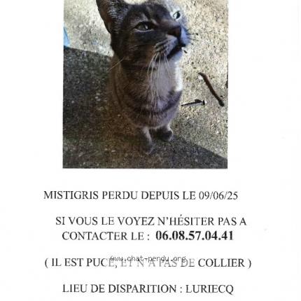 Foto 1/1 Mistigri Chat perdido en Luriecq