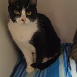 Foto del gato perdido en Mesnil En Vallee