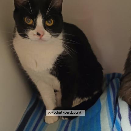 Foto 1/1 Rama Chat perdido en Mesnil en vallee