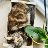 Foto del gato perdido en Annecy Le Vieux