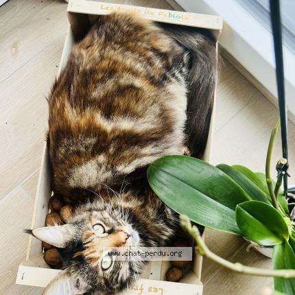 Foto 1/1 Ga&iuml;a Chat perdido en Annecy le vieux