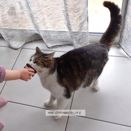 Foto 1/1 Twisty Chat perdido en Beny