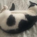 Foto del gato perdido en Seiches Sur Le Loir