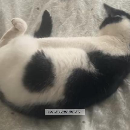 Foto 1/1 Nina Chat perdido en Seiches sur le loir