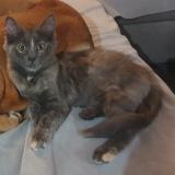 Foto del gato perdido en Presnoy