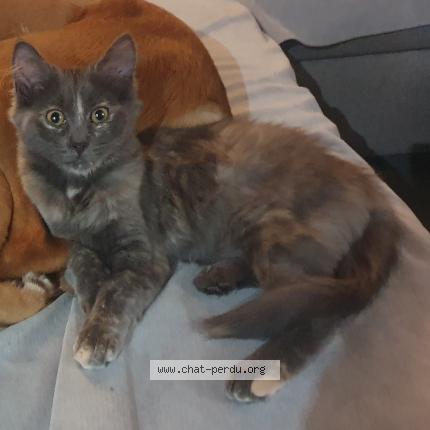 Foto 1/1 Badaboum Chat perdido en Presnoy