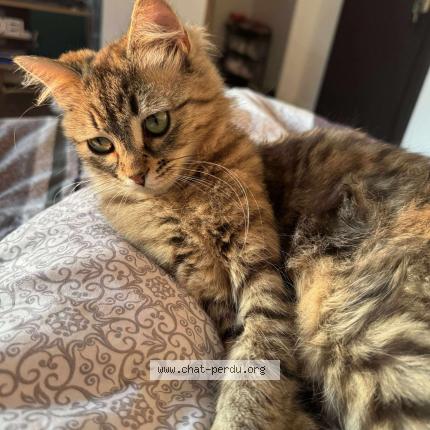 Foto 1/1 Canelle Chat perdido en Metz