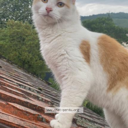 Foto 1/1 Flocon Chat perdido en Clermont ferrand