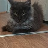 Foto del gato perdido en Possesse 51330