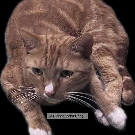 Foto 1/2 Milou Chat perdido en Lennik