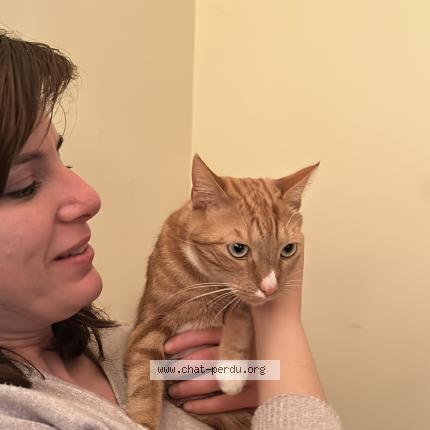 Foto 2/2 Milou Chat perdido en Lennik