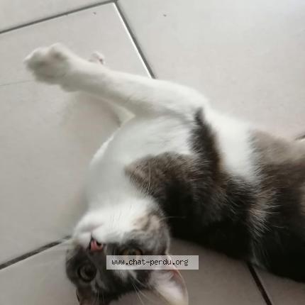 Foto 1/2 Chichi Chat perdido en Meaux