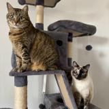 Foto del gato perdido en Saint Germain Du Bois