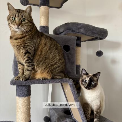 Foto 1/1 Uta Chat perdido en Saint germain du bois