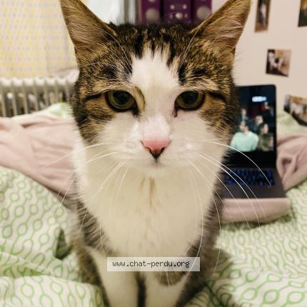 Foto 1/1 Minette Chat perdido en Paris