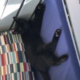 Foto del gato perdido en Vensac