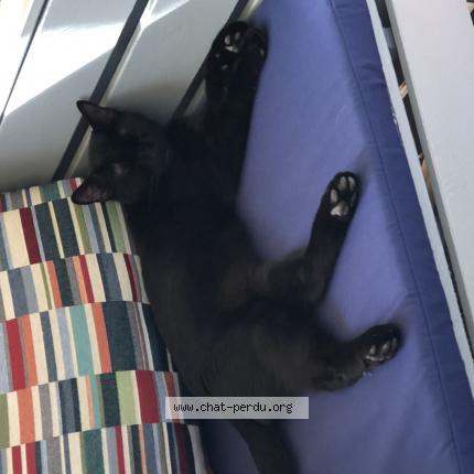 Foto 1/1 Ti’Black Chat perdido en Vensac