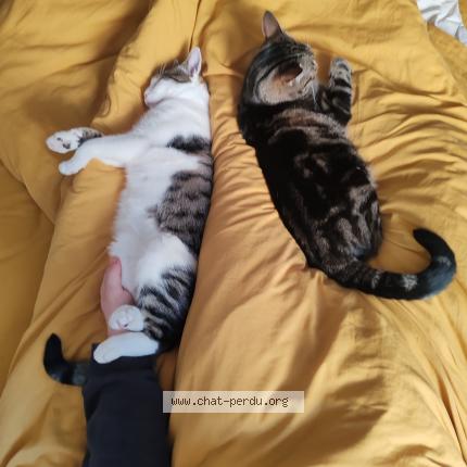 Foto 1/1 Zelko Chat perdido en Doue la fontaine