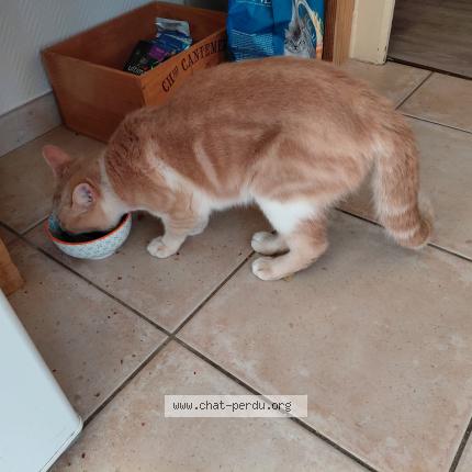 Foto 1/1 Gato encontrado Encontrado en Le mans