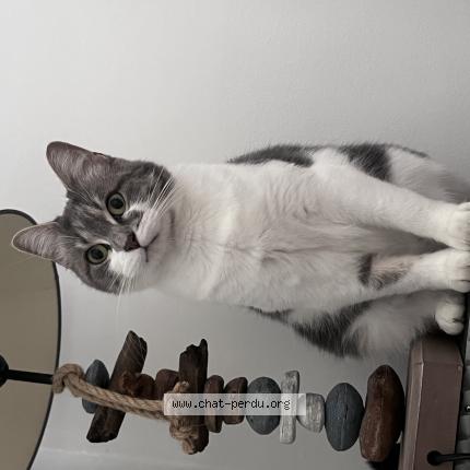 Foto 1/1 minan Chat perdido en Rosny sous bois