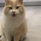 Foto del gato perdido en Villeneuve Les Maguelone