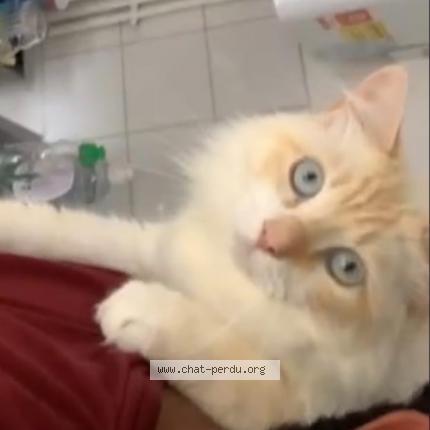 Foto 1/1 Darko Chat perdido en Saint pere en retz