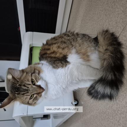 Foto 1/1 Gato encontrado Perdido en Tarbes