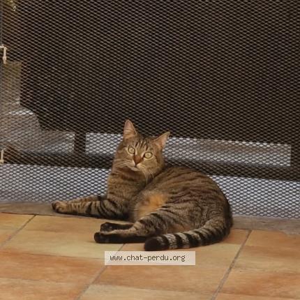 Foto 1/1 Gray Chat perdido en Marseille