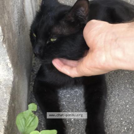 Foto 3/5 Gato encontrado Encontrado en Chambery