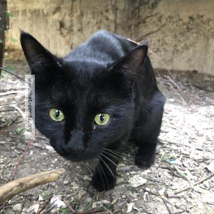 Foto 4/5 Gato encontrado Encontrado en Chambery