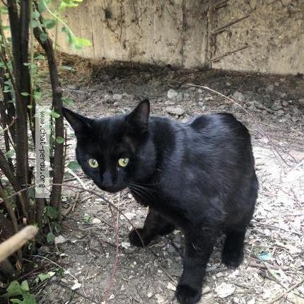 Foto 5/5 Gato encontrado Encontrado en Chambery