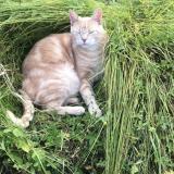 Foto del gato perdido en Bouray Sur Juine