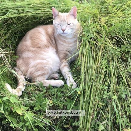 Foto 1/1 Boby Chat perdido en Bouray sur juine