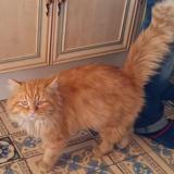 Foto del gato perdido en Maurois