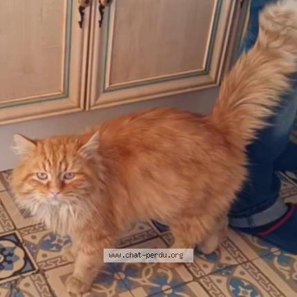 Foto 1/1 Muffin Chat perdido en Maurois