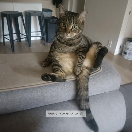 Foto 1/1 Bipo Chat perdido en Puget sur argens