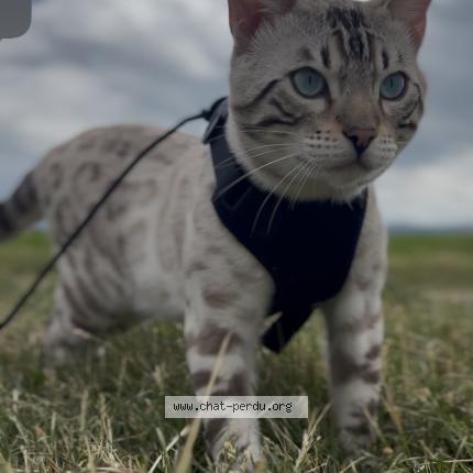 Foto 1/1 Snowy Chat perdido en Charleville mezieres