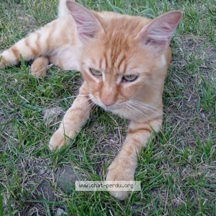 Foto 1/2 Tigrou Chat perdido en Saint etienne de tulmont